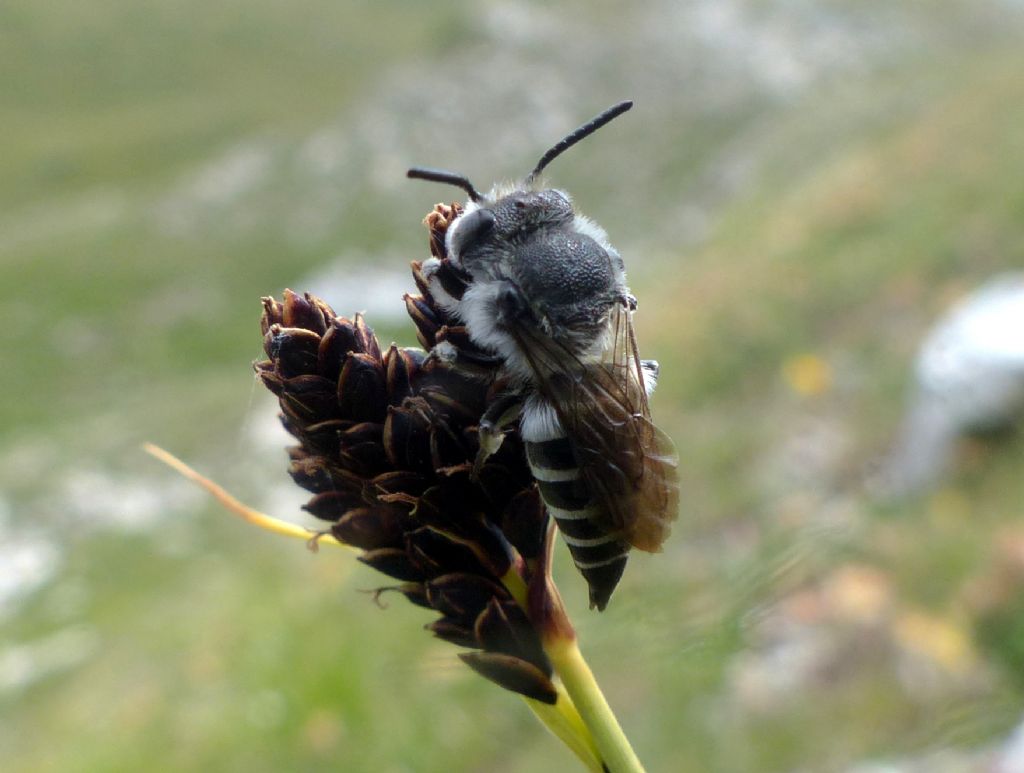 Apidae Megachilinae: Coelioxys sp.